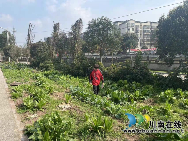 泸县云龙镇开展禁种铲毒踏查及宣传工作(图1)