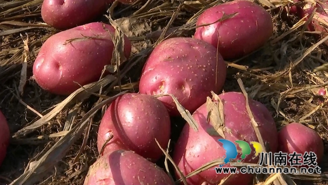 合江：亩产近5000斤，免耕马铃薯喜迎丰收(图1)