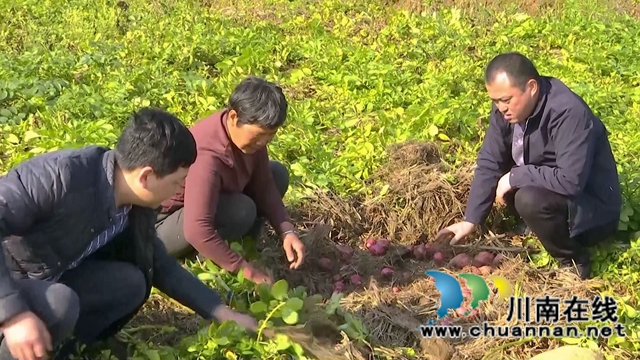 合江：亩产近5000斤，免耕马铃薯喜迎丰收(图2)