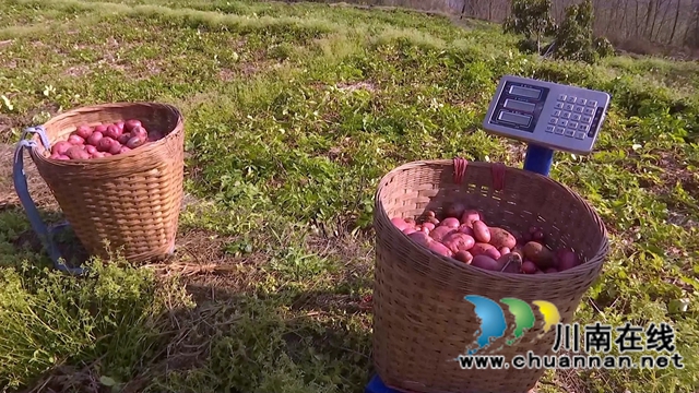 合江：亩产近5000斤，免耕马铃薯喜迎丰收(图6)
