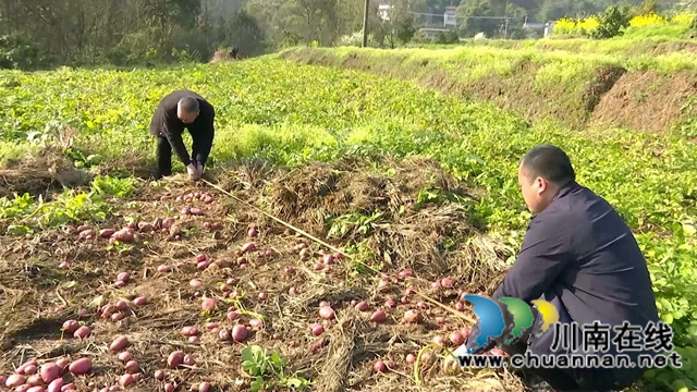 合江：亩产近5000斤，免耕马铃薯喜迎丰收(图4)