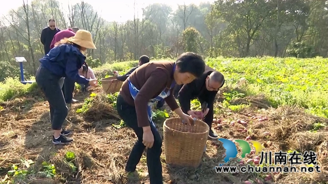 合江：亩产近5000斤，免耕马铃薯喜迎丰收(图5)