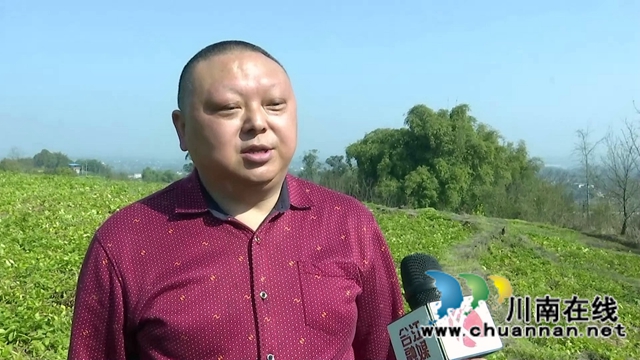 合江：亩产近5000斤，免耕马铃薯喜迎丰收(图7)