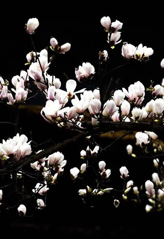 春至叙永花弄色，请查收这份春日赏花攻略！(图5)