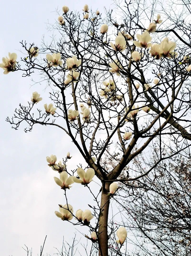 春至叙永花弄色，请查收这份春日赏花攻略！(图2)