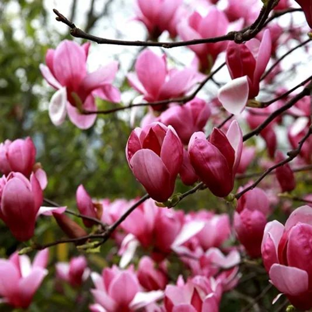 春至叙永花弄色，请查收这份春日赏花攻略！(图14)