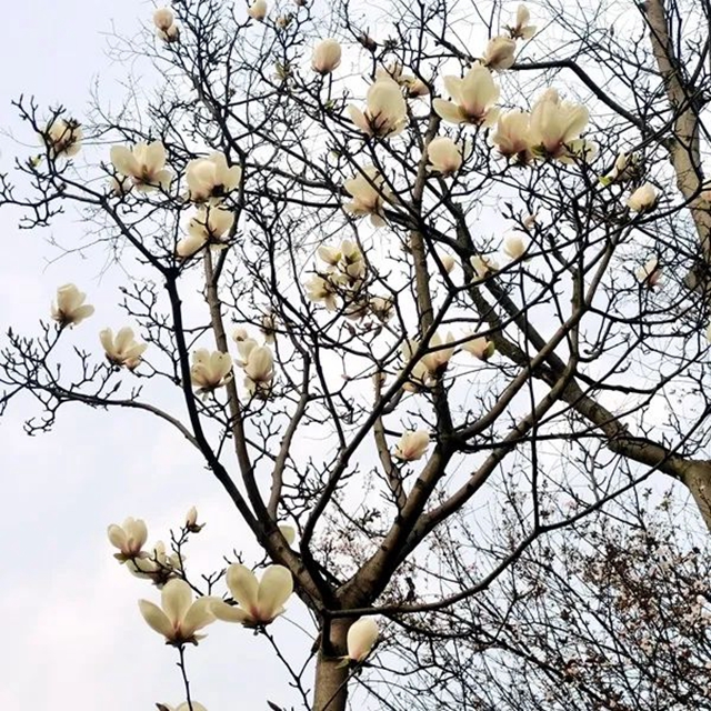 春至叙永花弄色，请查收这份春日赏花攻略！(图11)