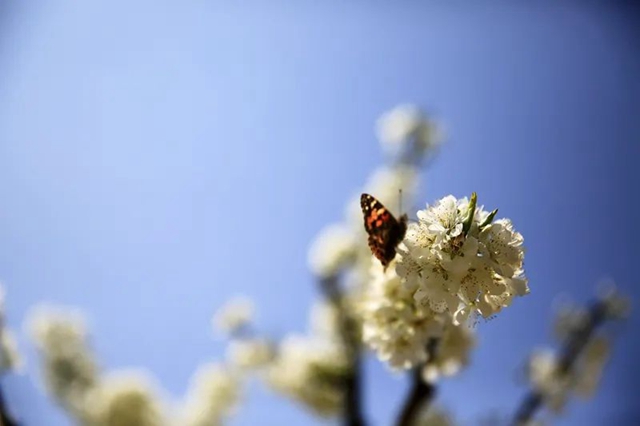 春至叙永花弄色，请查收这份春日赏花攻略！(图16)