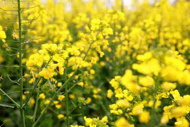 春至叙永花弄色，请查收这份春日赏花攻略！(图19)