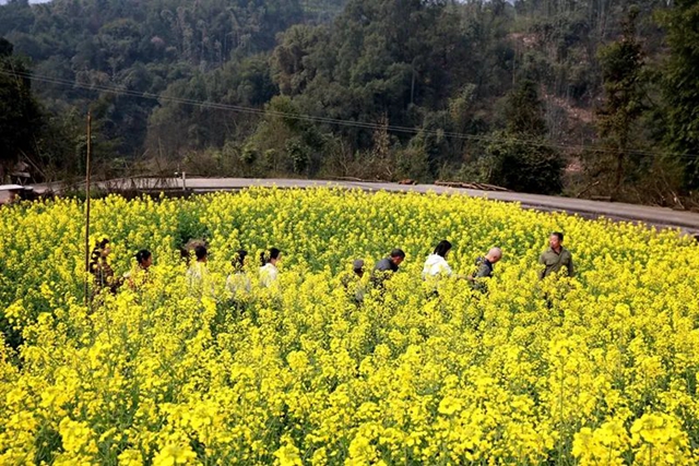 春至叙永花弄色，请查收这份春日赏花攻略！(图21)
