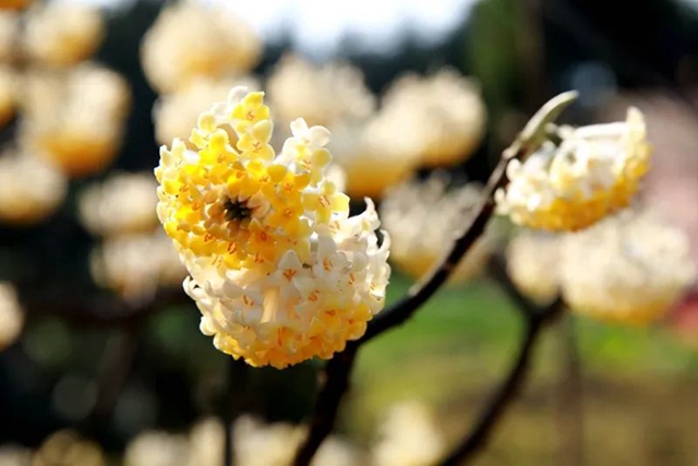 春至叙永花弄色，请查收这份春日赏花攻略！(图27)