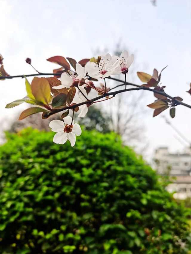 春至叙永花弄色，请查收这份春日赏花攻略！(图23)