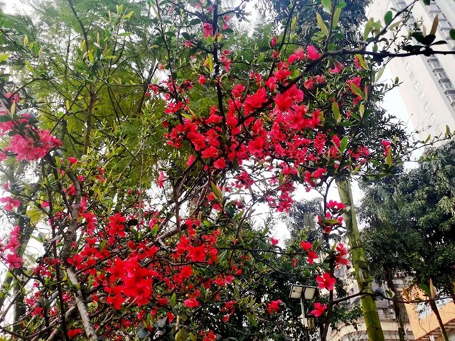 春至叙永花弄色，请查收这份春日赏花攻略！(图24)