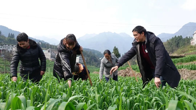 古蔺：小麦孕穗期 田间管理正当时(图1)