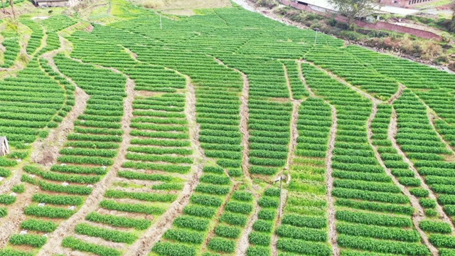 古蔺：小麦孕穗期 田间管理正当时(图5)