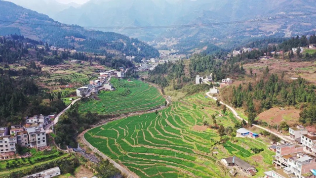 古蔺：小麦孕穗期 田间管理正当时(图4)