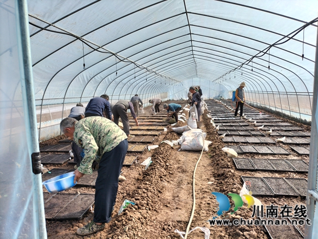 泸县:集中展示110个水稻品种,让用种人就地选种(图1) 泸县:集中展示110个水稻品种,让用种人就地选种(图1)