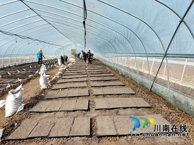 泸县:集中展示110个水稻品种,让用种人就地选种(图2) 泸县:集中展示110个水稻品种,让用种人就地选种(图2)