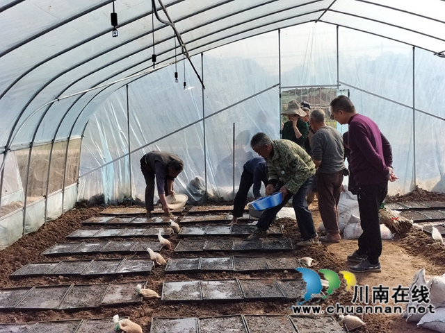 泸县:集中展示110个水稻品种,让用种人就地选种(图3) 泸县:集中展示110个水稻品种,让用种人就地选种(图3)