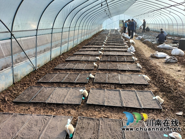 泸县:集中展示110个水稻品种,让用种人就地选种(图5) 泸县:集中展示110个水稻品种,让用种人就地选种(图5)