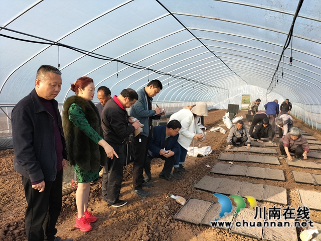 泸县:集中展示110个水稻品种,让用种人就地选种(图7) 泸县:集中展示110个水稻品种,让用种人就地选种(图7)