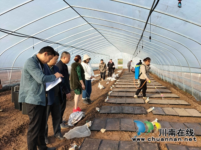 泸县:集中展示110个水稻品种,让用种人就地选种(图6) 泸县:集中展示110个水稻品种,让用种人就地选种(图6)