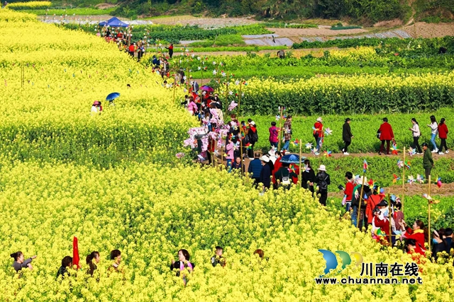 合江：妇女节绽放了春天的油菜花！(图1)