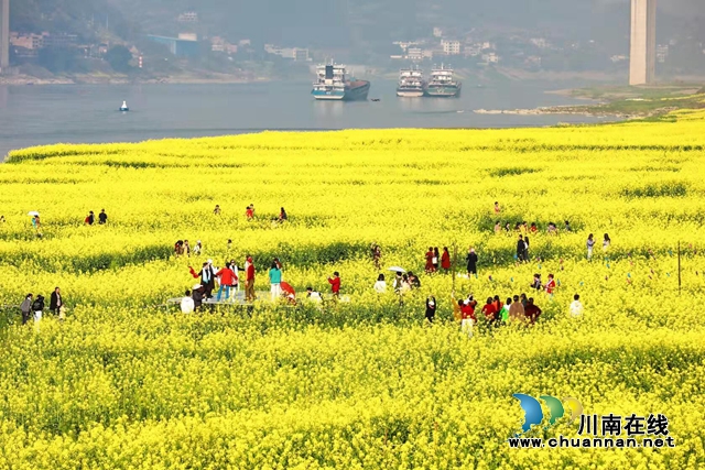 合江：妇女节绽放了春天的油菜花！(图2)