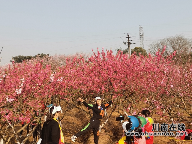 赏花何须远行，世兰香最仙境！泸县兆雅镇桃红李白让人流连忘返(图2)
