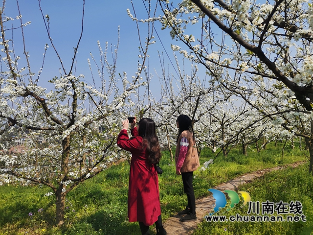 赏花何须远行，世兰香最仙境！泸县兆雅镇桃红李白让人流连忘返(图4)
