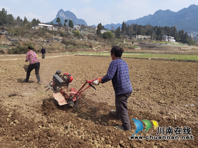 古蔺县双沙镇：草长莺飞季，春耕正当时(图1)