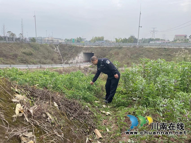 泸县云龙镇开展禁种铲毒踏查活动(图1)