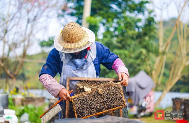 最近,“甜蜜蜜”的自贡引来不少特殊的客人!(图3) 最近,“甜蜜蜜”的自贡引来不少特殊的客人!(图3)