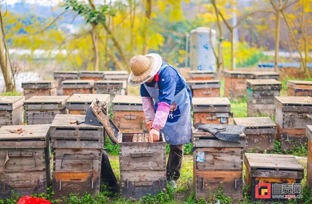 最近,“甜蜜蜜”的自贡引来不少特殊的客人!(图2) 最近,“甜蜜蜜”的自贡引来不少特殊的客人!(图2)