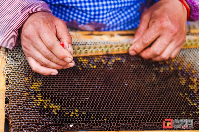 最近,“甜蜜蜜”的自贡引来不少特殊的客人!(图6) 最近,“甜蜜蜜”的自贡引来不少特殊的客人!(图6)