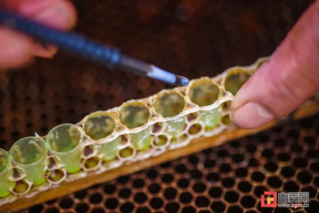 最近,“甜蜜蜜”的自贡引来不少特殊的客人!(图7) 最近,“甜蜜蜜”的自贡引来不少特殊的客人!(图7)