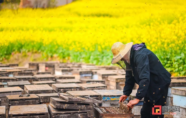 最近,“甜蜜蜜”的自贡引来不少特殊的客人!(图9) 最近,“甜蜜蜜”的自贡引来不少特殊的客人!(图9)