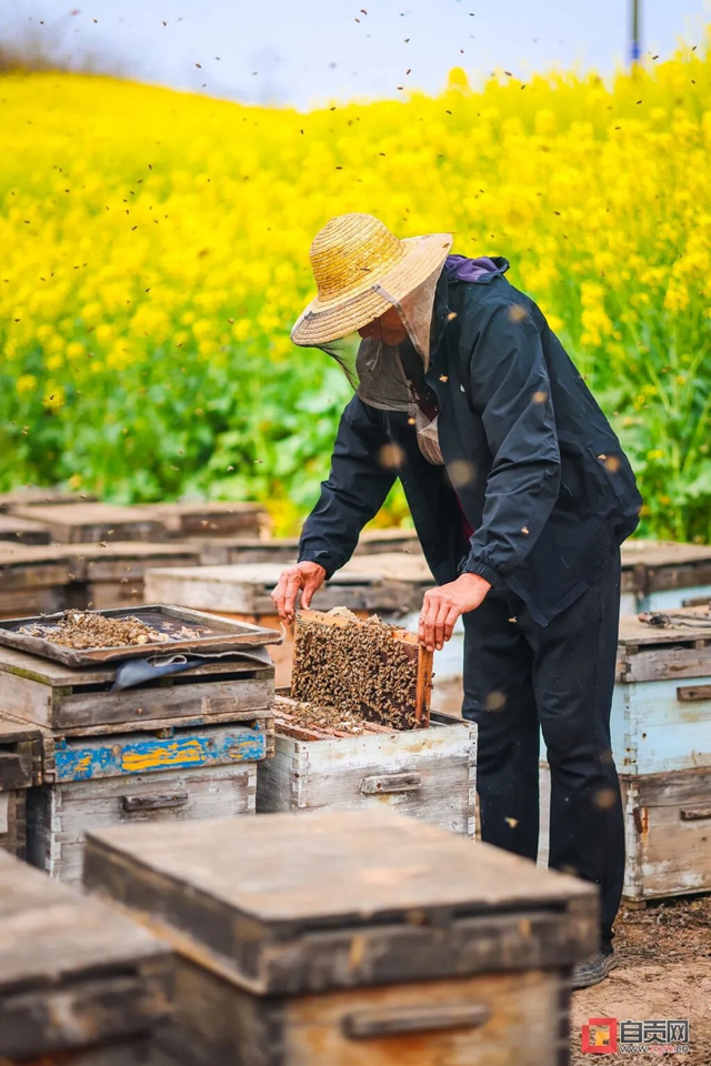 最近,“甜蜜蜜”的自贡引来不少特殊的客人!(图10) 最近,“甜蜜蜜”的自贡引来不少特殊的客人!(图10)