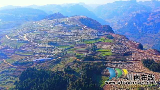 古蔺：千亩樱桃花盛开“堆云叠雪”(图1)