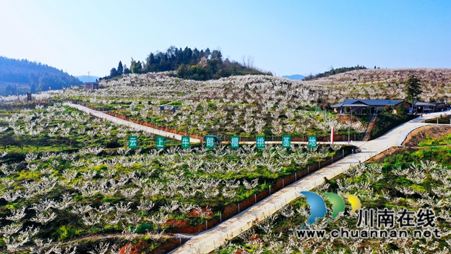 古蔺：千亩樱桃花盛开“堆云叠雪”(图2)