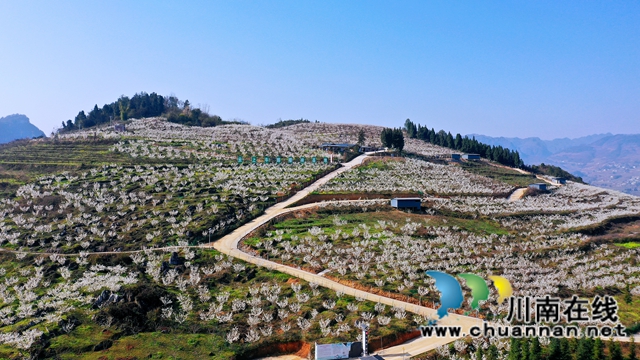 古蔺：千亩樱桃花盛开“堆云叠雪”(图5)
