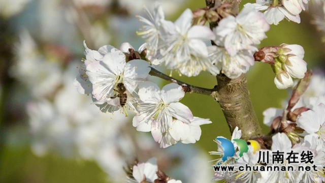 古蔺：千亩樱桃花盛开“堆云叠雪”(图14)