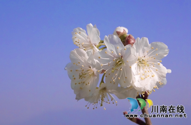 古蔺：千亩樱桃花盛开“堆云叠雪”(图6)