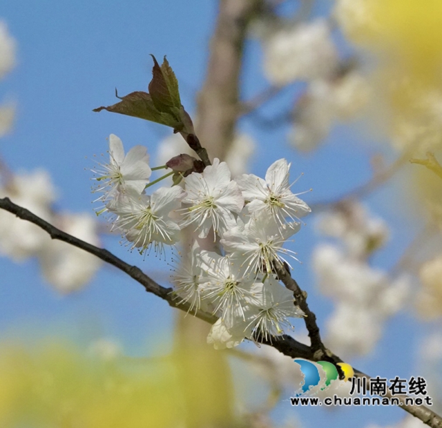 古蔺：千亩樱桃花盛开“堆云叠雪”(图16)