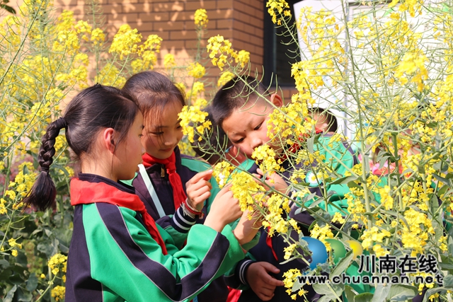 泸县城东小学：把春天搬进校园(图5)