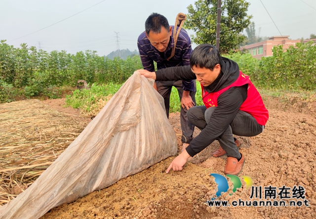 泸县海潮镇：高粱地里备耕忙，“田管家”巡田保丰收(图3)
