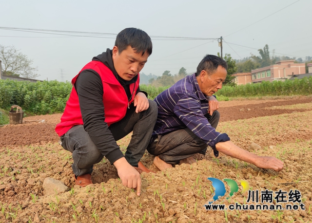 泸县海潮镇：高粱地里备耕忙，“田管家”巡田保丰收(图4)