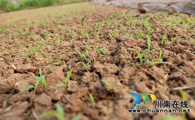 泸县海潮镇：高粱地里备耕忙，“田管家”巡田保丰收(图1)