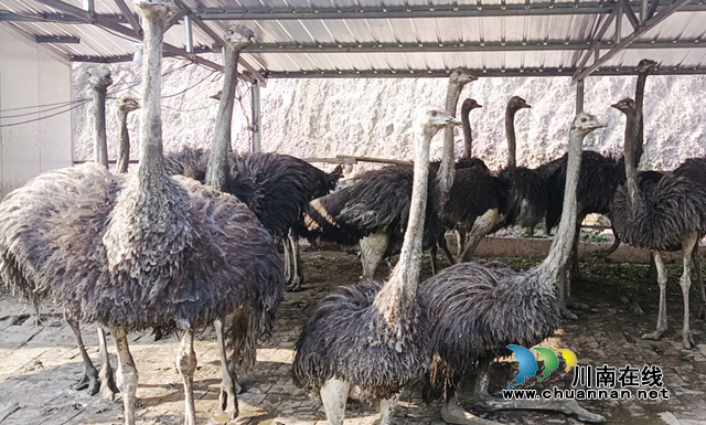 宜宾叙州：移民村托起鸵鸟养殖致富梦(图1)