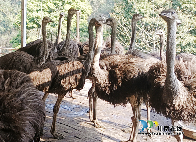 宜宾叙州：移民村托起鸵鸟养殖致富梦(图2)